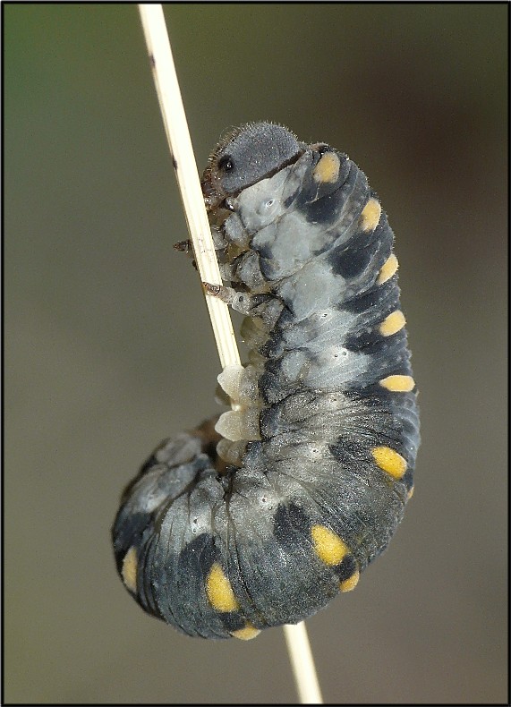 Mi aiutate....?? Larva di Cimbicidae